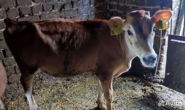 Телка джерси и бычки