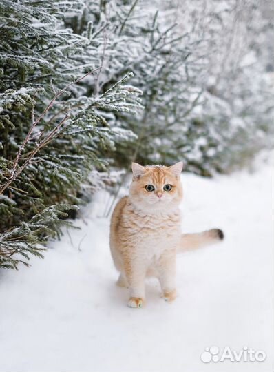 Шотландские котята вислоухие золотая шиншилла