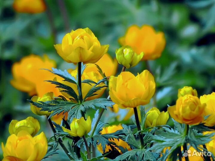 Купальница для Вашего сада