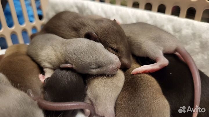 Крыса Бурмиз, Голубая крыса Дамбо, Крысята