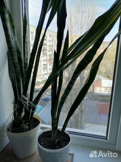 Сансевиерия