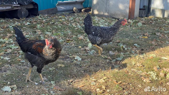 Молодые петухи