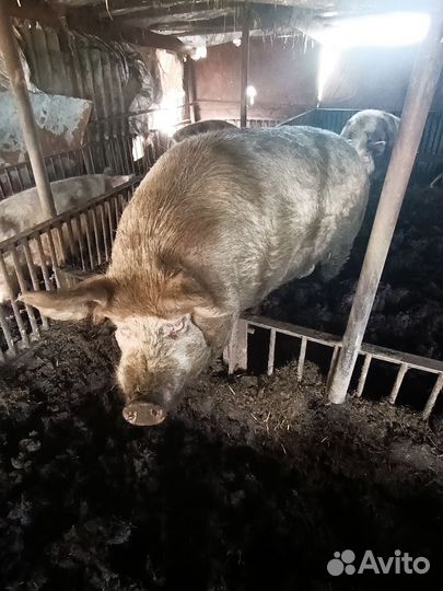 Хряк Василь