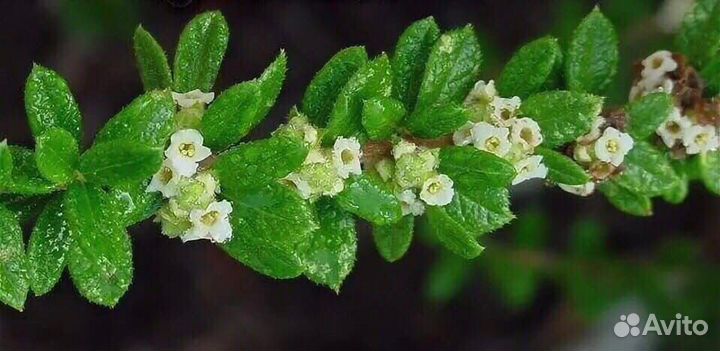 Нашия инагуенсис,эпифиллум Марниера