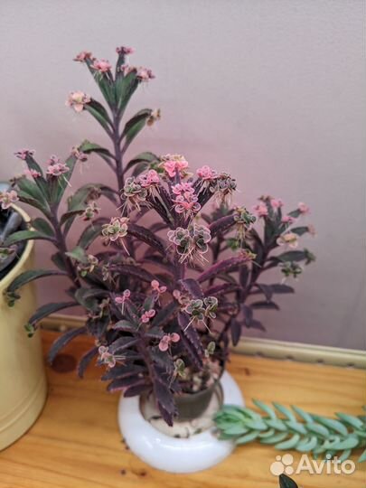 Каланхое розовые бабочки и денежное дерево