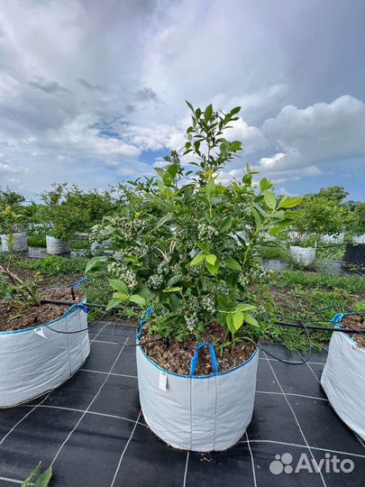 Саженцы голубики 6-ти летние сорт Река