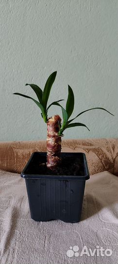 Пальма юкка