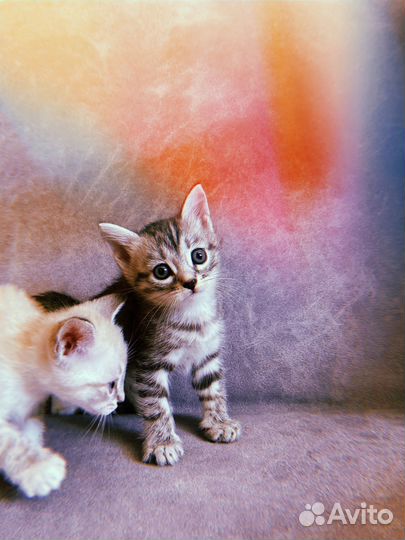 Котята в любящие руки