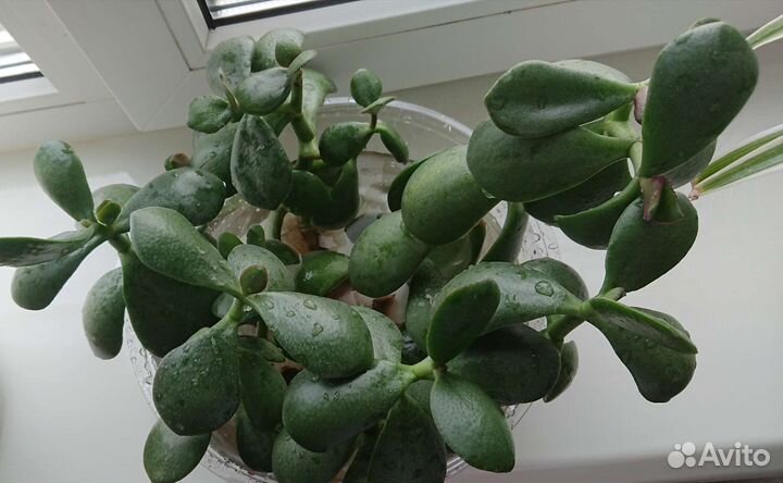 Толстянка ростки с корешками