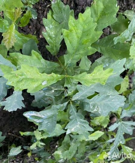 Саженцы дуб