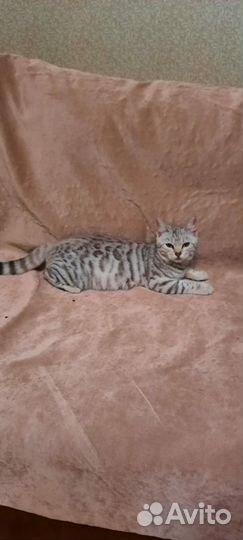 Кошечка Алиса ищет семью