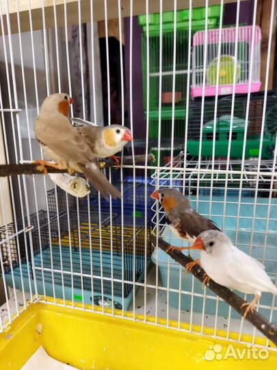 Зебровые амадины