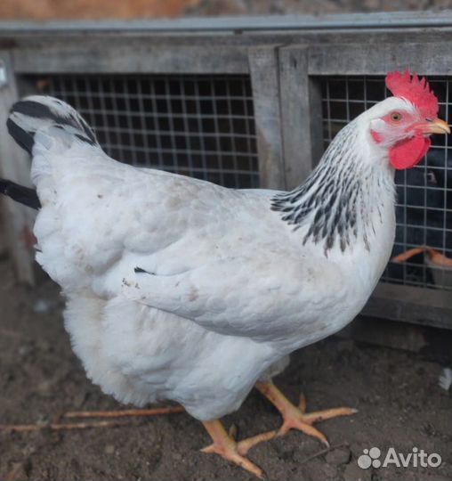 Индоутка и породистые куры, яйцо и молодняк