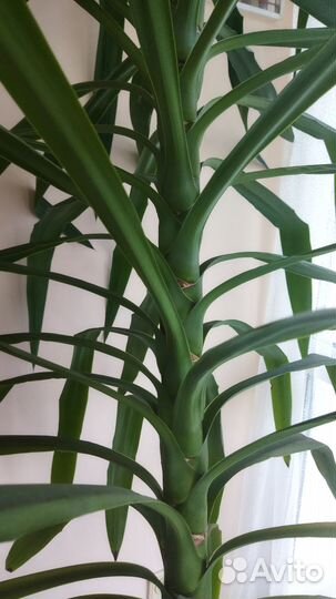 Пальма юкка