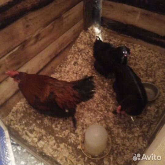 Инкубационное яйцо Породистых курочек