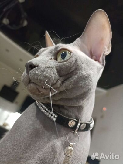 Донской сфинкс