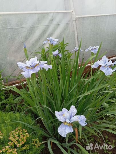 Ирис болотный