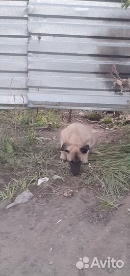 Бездомные щеночки в добрые руки