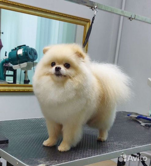 Стрижка собак,груминг