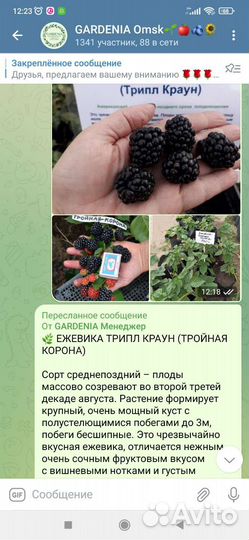 Саженцы крупноплодной ежевики, зкс
