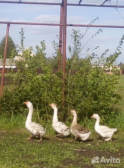 Племенное яйцо от кур Брама, гусей. Гусята