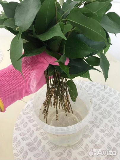 Фикус бенджамина плетеный