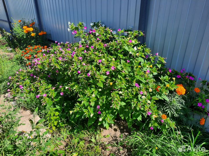 Мирабилис рассада и семена