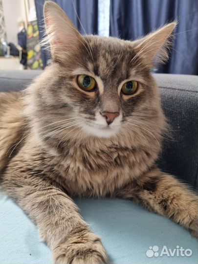 Ласковая кошечка