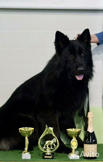 Немецкая Овчарка Длинношерстная Кобель для вязки