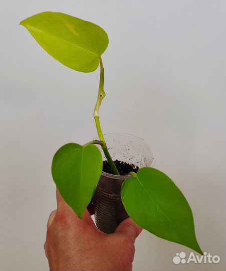 Филодендрон, эпипремнум