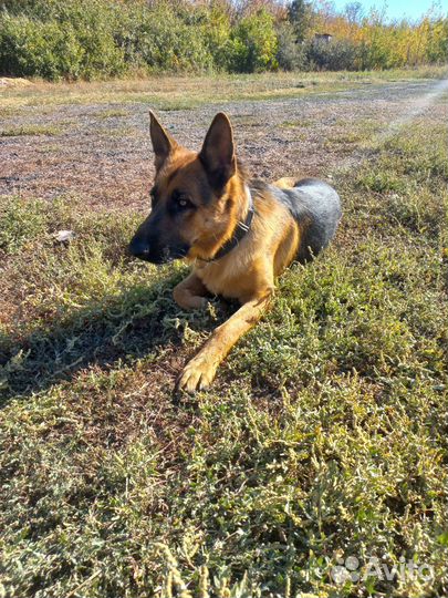 Вязка. Кобель