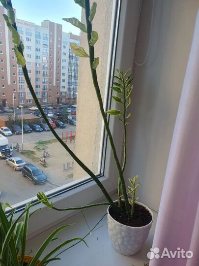 Комнатные растения