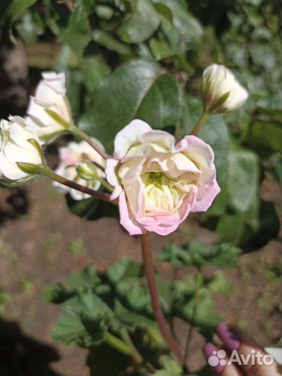 Юв Северная Андромеда