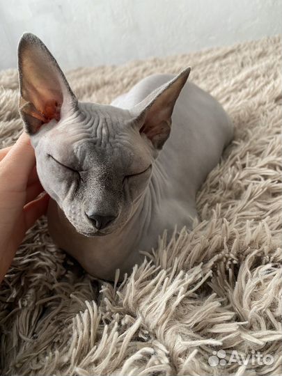 Кот для случки