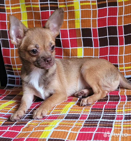 Чихуахуа г/ш рыженький мальчик