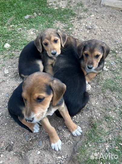 Щенки русской гончей