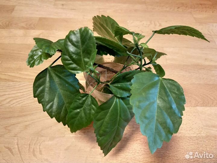 Китайская роза