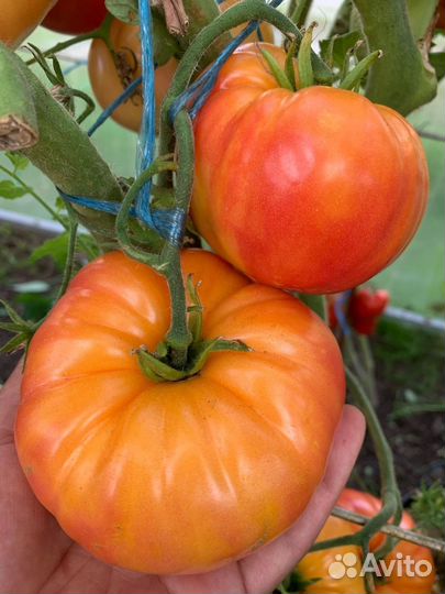 Семена коллекционных сортов томатов