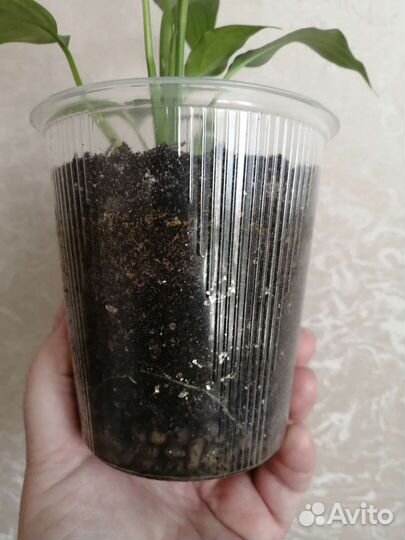 Спатифиллум