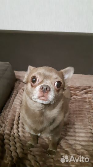 Вязка кобель чихуахуа