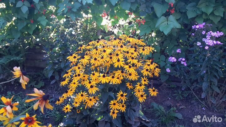 Многолетники. Рудбекия блестящая