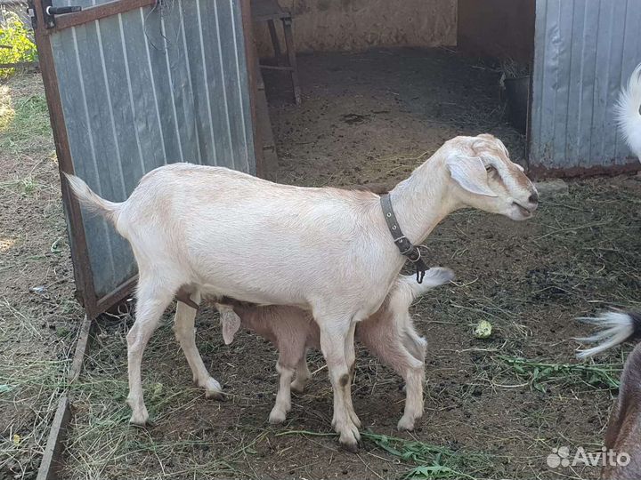 Коза нубийская