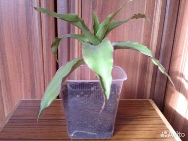 Цветок Золотой Ус