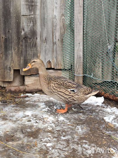 Утка бегунок