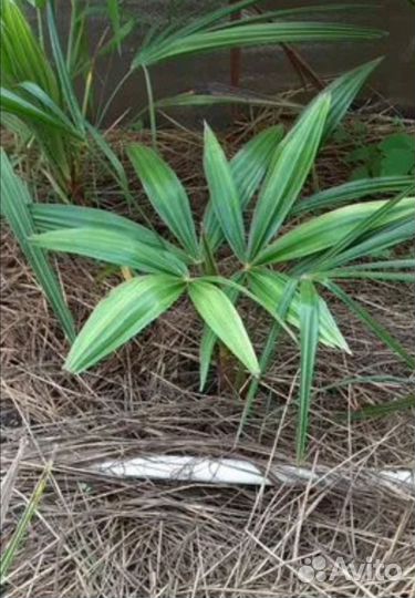 Пальма Трахикарпус, Хамеропс, вашенгтония, финик