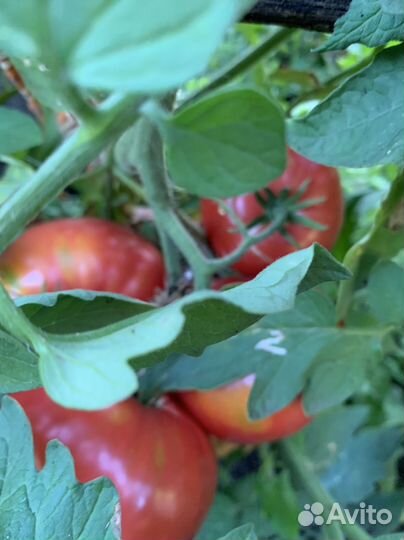 Помидоры свои крупные деревенские. Мед