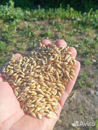Зерно пшеница ячмень кукуруза