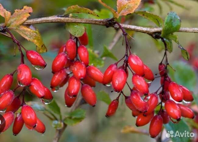 Барбарис съедобный