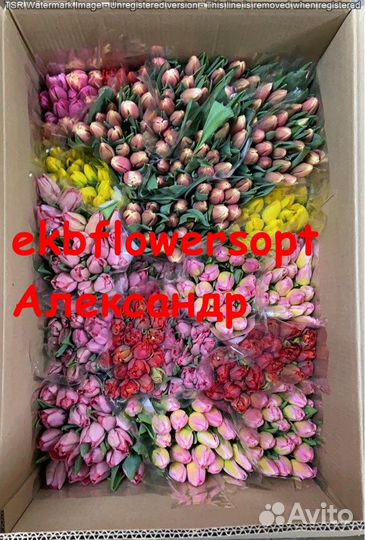 Тюльпан на 8 марта