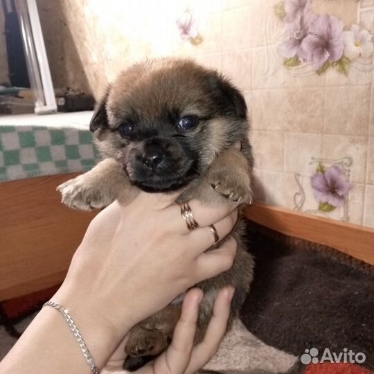 Щенята будут небольшие,мама хорошая охраница